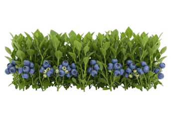 Fresh blueberries growing on a bush with green leavesisolated on transparent cutout background, cut out, png
