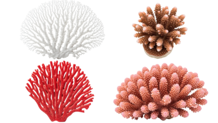 Four coral reef specimens, each featuring unique colors and forms, isolated on a transparent backdrop
