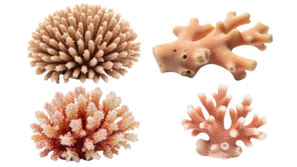Four coral samples of different shapes and sizes against a transparent background. Each one is a diverse and interesting specimen