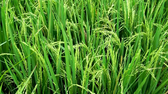 Close up view of fresh green rice plants growing in a fertile paddy field. Agricultural food production, cultivation, organic farming, and nature concept.