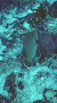 Close vertical view of fan sponge structure on coral wall in Batu Kapal, Maluku, Indonesia