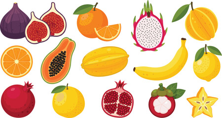 Tropical fruits collection vector illustration with sliced and whole exotic fruits isolated on white background for food design