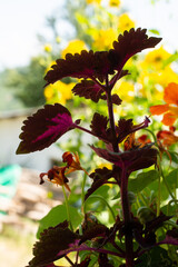 Beautiful wild flower in view