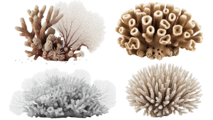 Four diverse coral formations against a transparent backdrop, showcasing various shapes and textures with intricate details