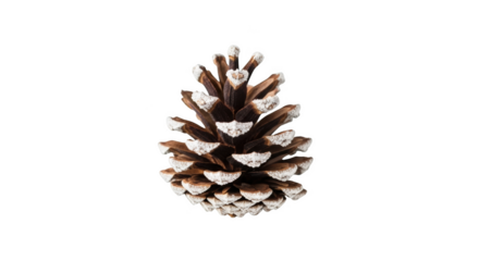 Brown pine cone with png isolated transparent background white tips on black background image