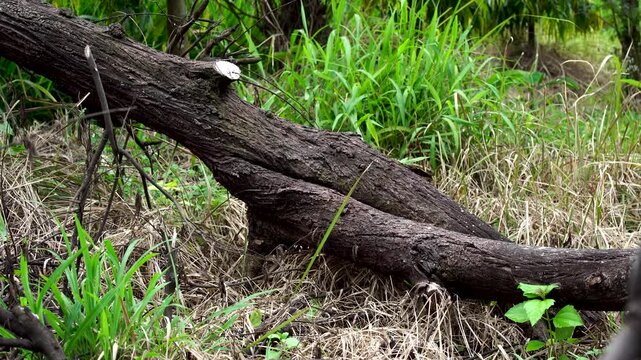 Fallen tree trunk with rough bark texture lying on lush green grass. Old dead log with cut branches in meadow. Deforestation, logging, or storm aftermath concept.