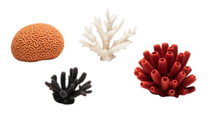 Several coral specimens of varying shapes and hues, isolated against a black background