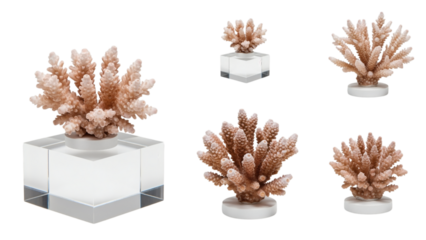 Several coral specimens, presented on clear and white bases, isolated against a black backdrop, showcasing delicate structures