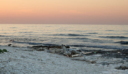 Driftwood on rocky beach at pastel sunset