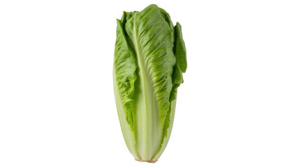 Fresh romaine lettuce on black fresh produce green leafy vegetable isolated on a transparent background
