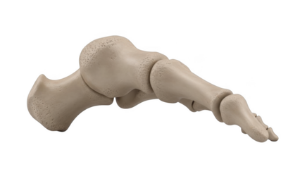 Human foot bones anatomical model png transparent background isolated on black background anatomy skeleton