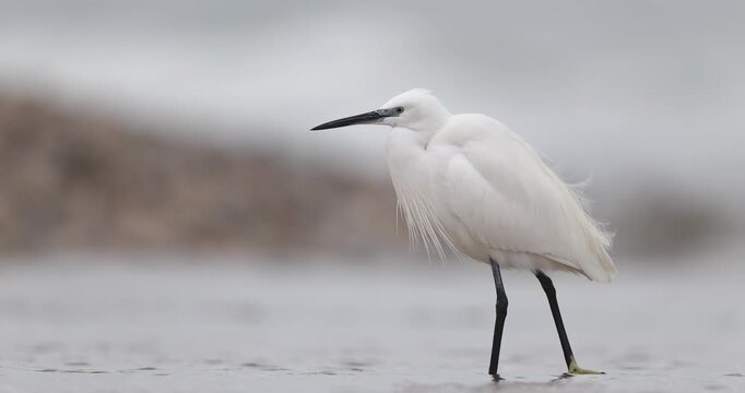 Little Egret Egretta garzetta walking in shallow water front view