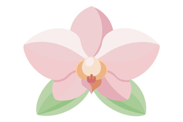 pink orchid isolated on white