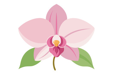pink orchid isolated on white