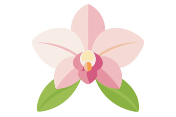 pink orchid isolated on white