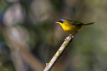 A small bird with a mask is perched on a stick.