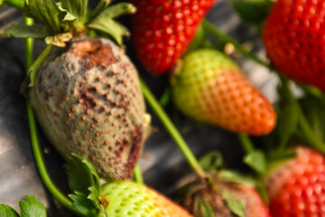 Strawberry fruit with white spot fungus. Gardening, horticulture and organic agriculture concept,...