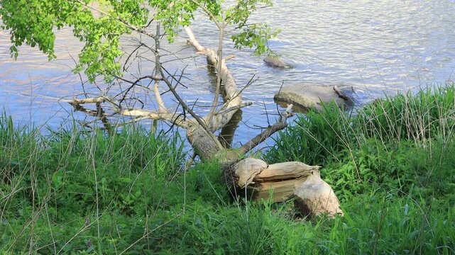 A fallen tree bitten by a beaver by the river