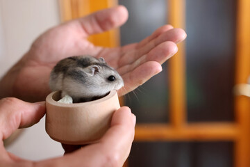 Dwarf hamster sitting in a small bowl held in human hands, symbol of gentle care, protection and trust