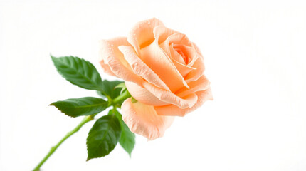 pink rose on white background