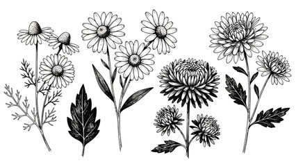 Elegant botanical illustration featuring diverse flower arrangements in delicate lines