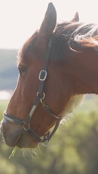 Pinto horse during summer
