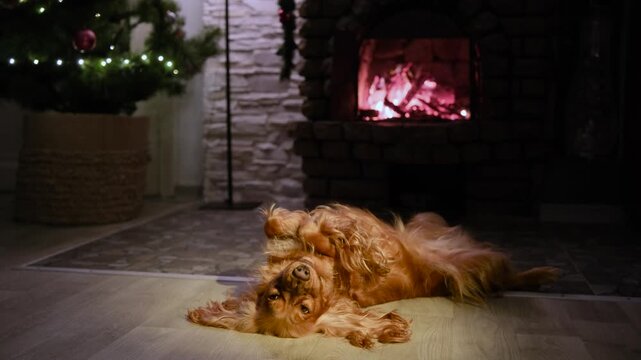 Adorable english cocker spaniel resting on its back near a cozy fireplace and a decorated christmas tree. The cute, furry pet enjoys the warm and festive atmosphere of the holidays at home