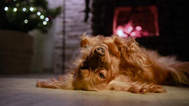 Cute golden cocker spaniel dog relaxing upside down on the floor by a warm fireplace during a cozy winter night, with a decorated christmas tree with lights in the background