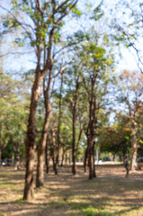 defocused bokeh background of garden trees in sunny day