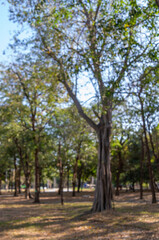 defocused bokeh background of garden trees in sunny day
