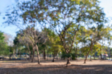 defocused bokeh background of garden trees in sunny day