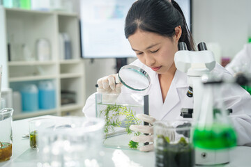 Female scientist examining algae samples in modern laboratory using magnifying glass, conducting biological research for sustainable innovation, renewable energy, and environmental science development