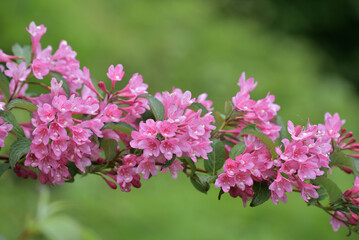 Pink flowers of the Weigela hortensis
