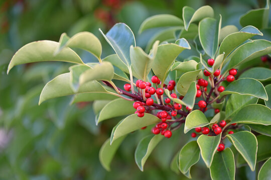 Red berries of the Round Leaf Holly, Ilex rotunda