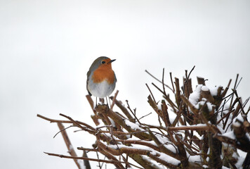 Rotkehlchen in einer Hecke im Winter