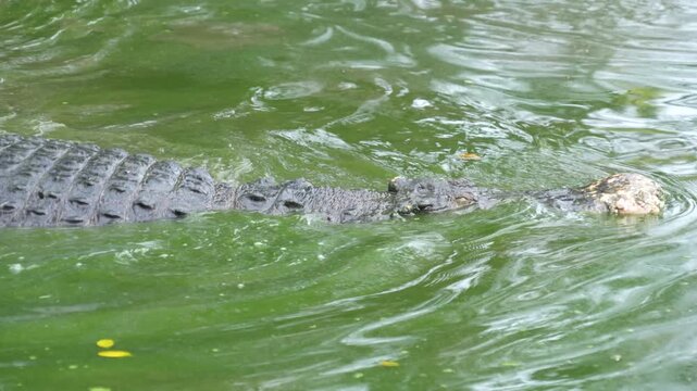 A hidden crocodile, with only its head and part of its back visible, lurks in a vibrant green pond covered in algae or duckweed. The water's surface creates a dense, natural camouflage.