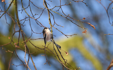 Schwanzmeise an einem Zweig