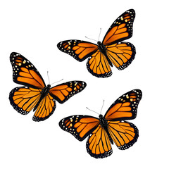 Fototapeta premium Group of three monarch butterflies flying together, vivid orange tones, isolated on a white background