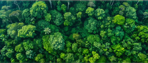 Lush rainforest canopy aerial view with layered vegetation and rich green hues conveying vibrant atmosphere