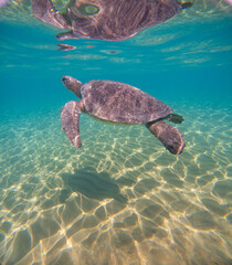 Obraz premium Sea Turtles Swimming Underwater – Loggerhead (Caretta Caretta) and Green Turtle