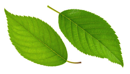 Two vibrant green leaves, showcasing prominent veins and intricate textures, float against a stark black background. The natural beauty is highlighted