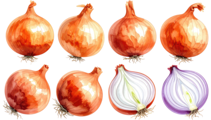 A vibrant image showcasing eight different onions. Various whole and sliced onions arranged. The style is an illustrative watercolor appearance