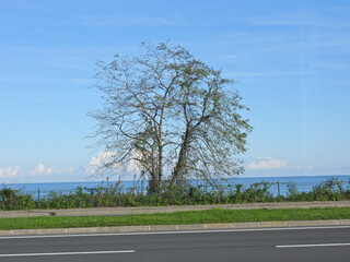 natural green plants environment photo	