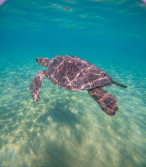 Fototapeta premium Sea Turtles Swimming Underwater – Loggerhead (Caretta Caretta) and Green Turtle