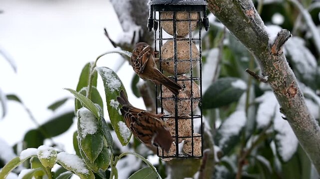 Haussperlinge fressen Meisenkn&ouml;del im Winter 