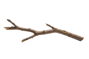 Fototapeta premium Delicate branch with delicate details and soft lighting showcasing natural textures
