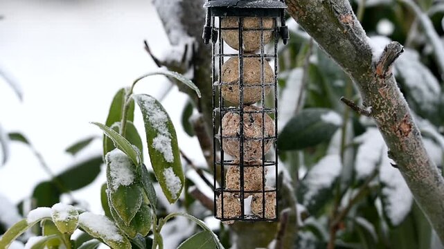 Blaumeisen im Winter fressen Meisenkn&ouml;del