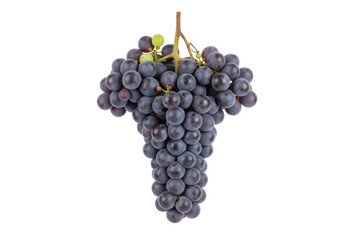 Fototapeta premium Freshly Harvested Bunch of Purple Grapes with Stem and Leaves on a Gradient