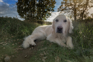 Golden Retriever dog lying on green grass in nature with wide angle lens perspective at sunset