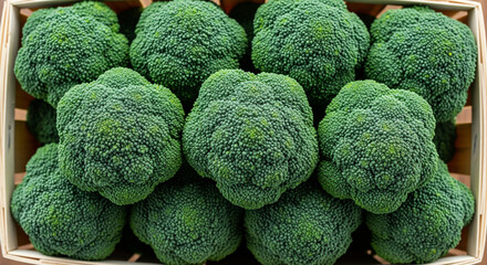 Fresh Green Broccoli in Wooden Crate